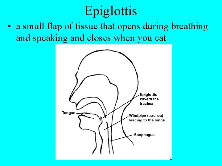 Epiglottis • a small flap of tissue that opens during breathing and speaking and