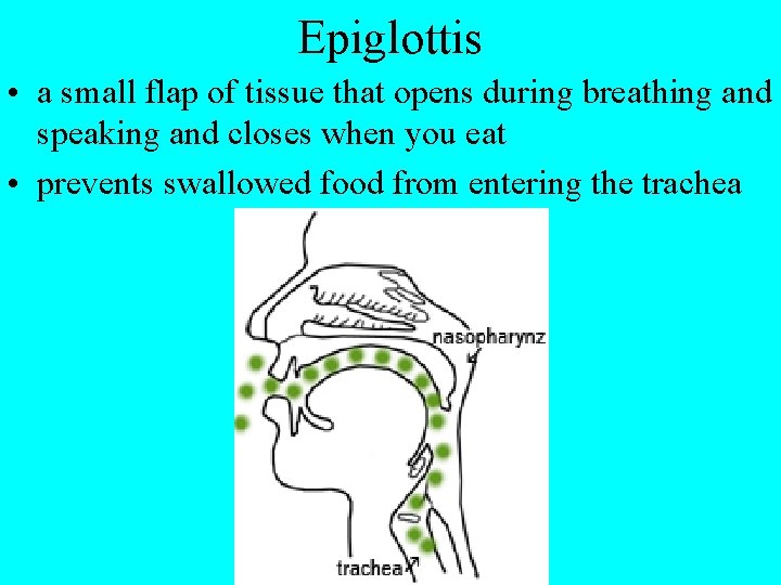 Epiglottis • a small flap of tissue that opens during breathing and speaking and