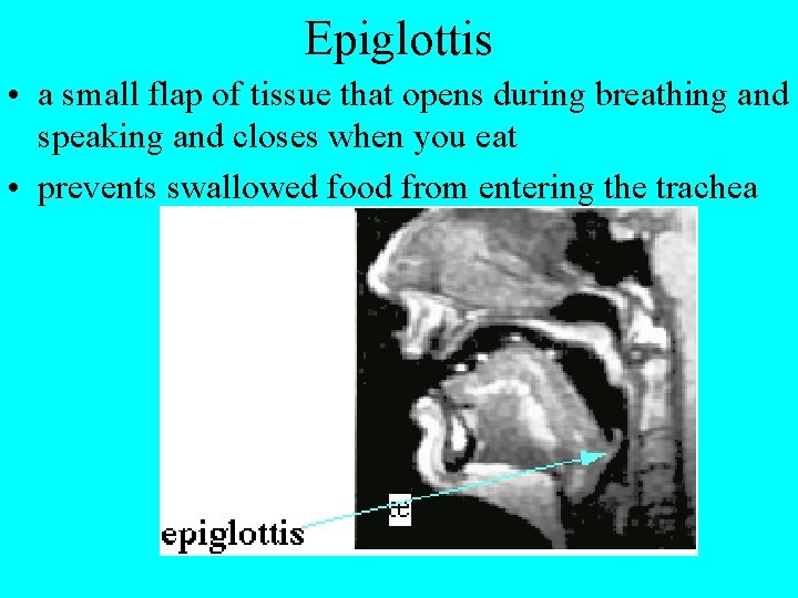 Epiglottis • a small flap of tissue that opens during breathing and speaking and