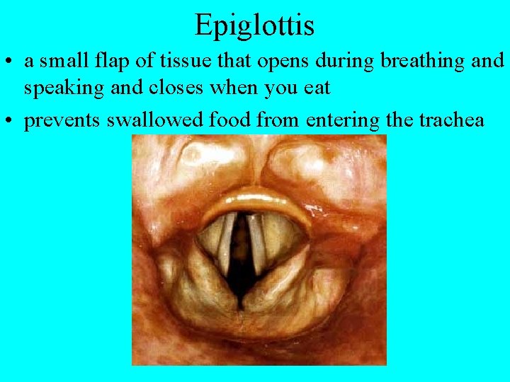 Epiglottis • a small flap of tissue that opens during breathing and speaking and
