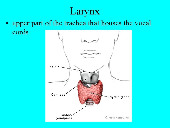Larynx • upper part of the trachea that houses the vocal cords 