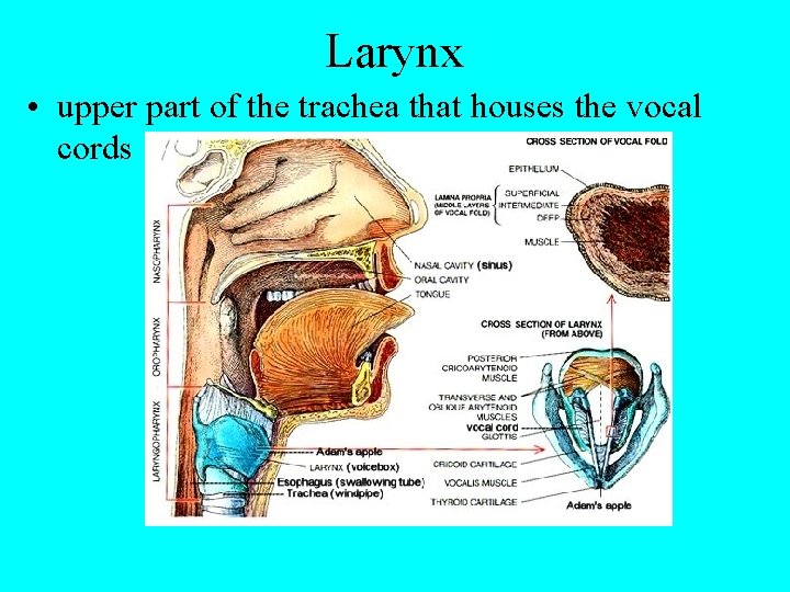 Larynx • upper part of the trachea that houses the vocal cords 