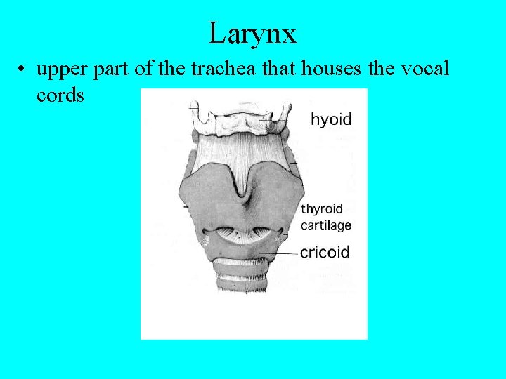 Larynx • upper part of the trachea that houses the vocal cords 