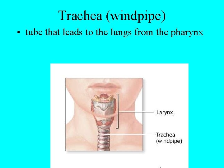 Trachea (windpipe) • tube that leads to the lungs from the pharynx 