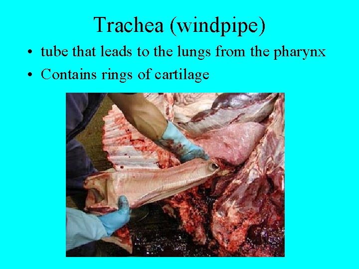 Trachea (windpipe) • tube that leads to the lungs from the pharynx • Contains