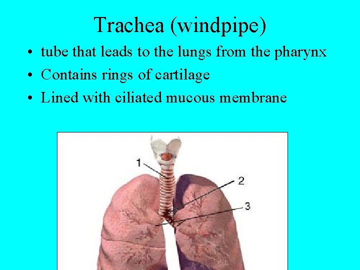 Trachea (windpipe) • tube that leads to the lungs from the pharynx • Contains