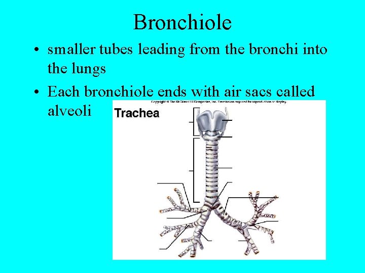 Bronchiole • smaller tubes leading from the bronchi into the lungs • Each bronchiole