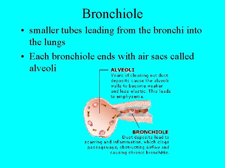 Bronchiole • smaller tubes leading from the bronchi into the lungs • Each bronchiole