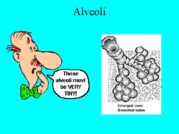Alveoli 