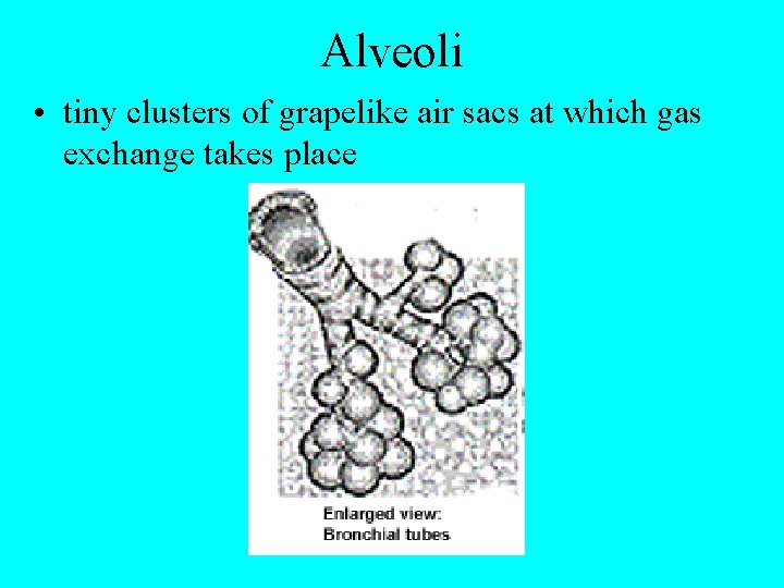 Alveoli • tiny clusters of grapelike air sacs at which gas exchange takes place