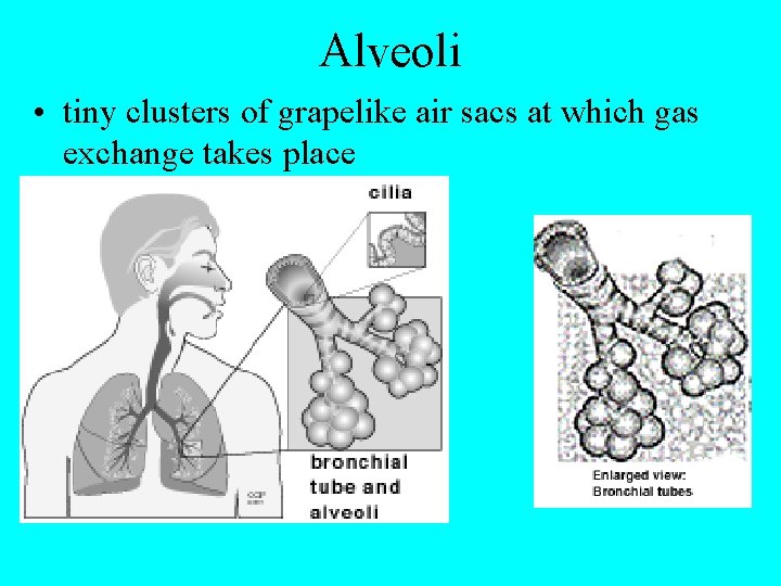 Alveoli • tiny clusters of grapelike air sacs at which gas exchange takes place