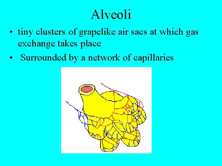 Alveoli • tiny clusters of grapelike air sacs at which gas exchange takes place