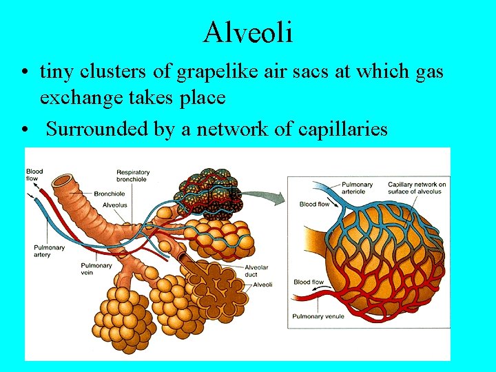 Alveoli • tiny clusters of grapelike air sacs at which gas exchange takes place