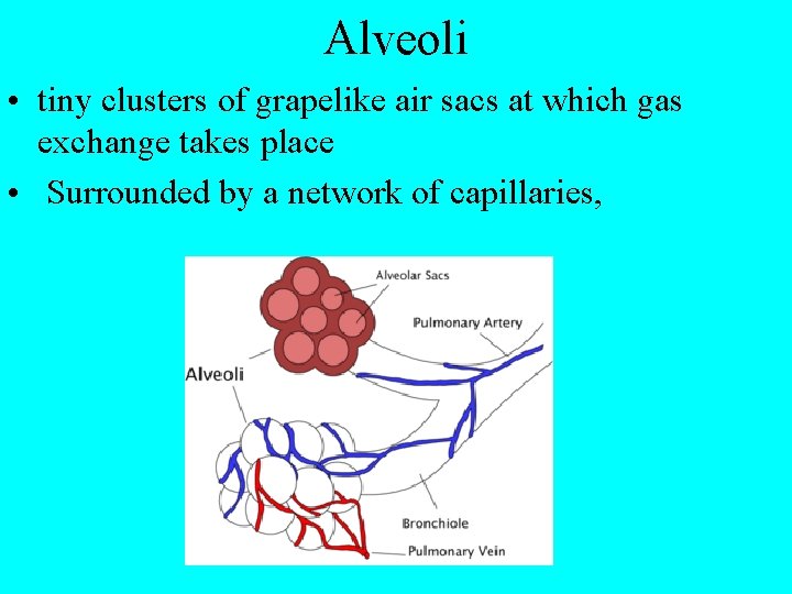 Alveoli • tiny clusters of grapelike air sacs at which gas exchange takes place