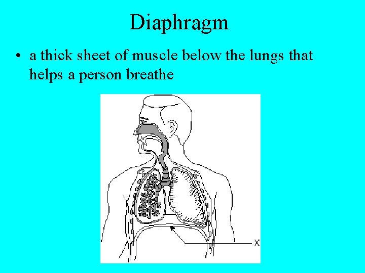 Diaphragm • a thick sheet of muscle below the lungs that helps a person