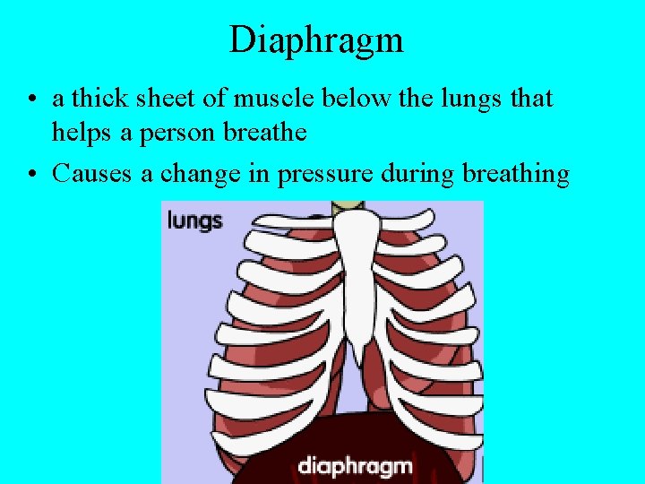 Diaphragm • a thick sheet of muscle below the lungs that helps a person