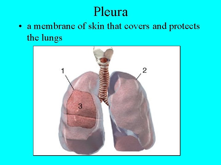 Pleura • a membrane of skin that covers and protects the lungs 