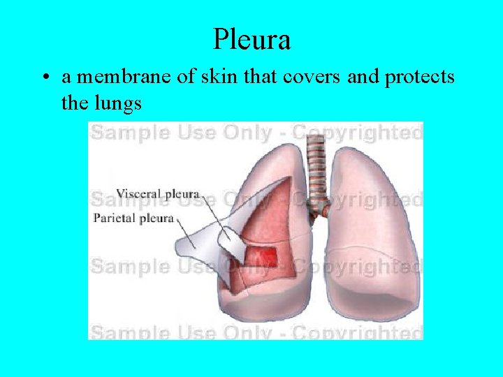Pleura • a membrane of skin that covers and protects the lungs 