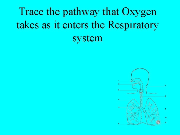Trace the pathway that Oxygen takes as it enters the Respiratory system 