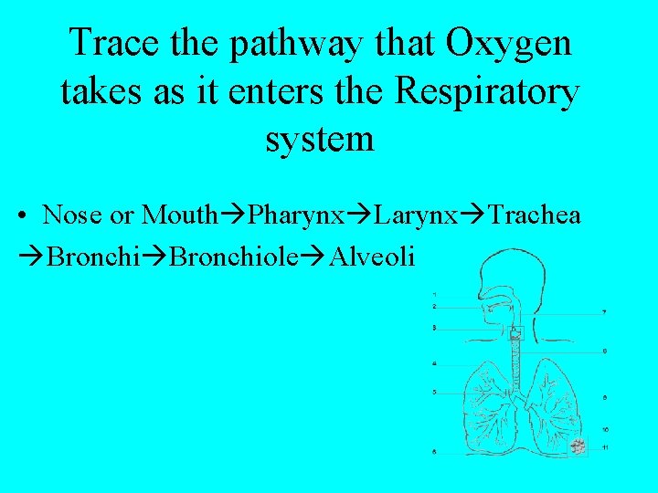 Trace the pathway that Oxygen takes as it enters the Respiratory system • Nose