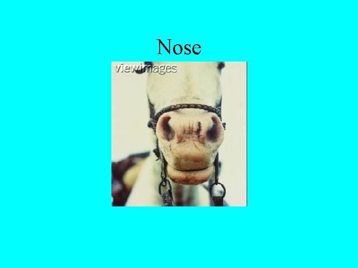 Nose 