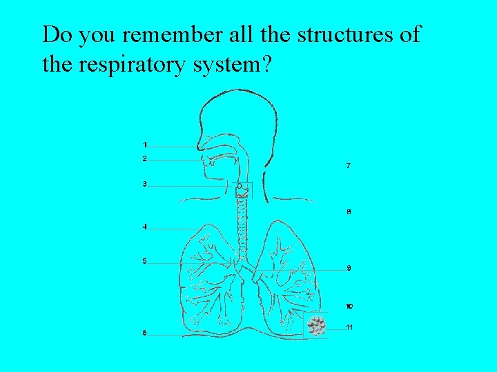 Do you remember all the structures of the respiratory system? 