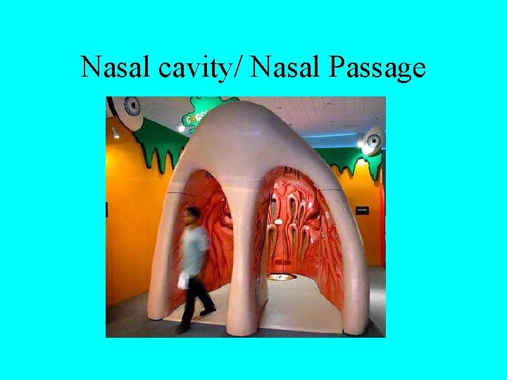 Nasal cavity/ Nasal Passage 