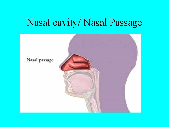 Nasal cavity/ Nasal Passage 