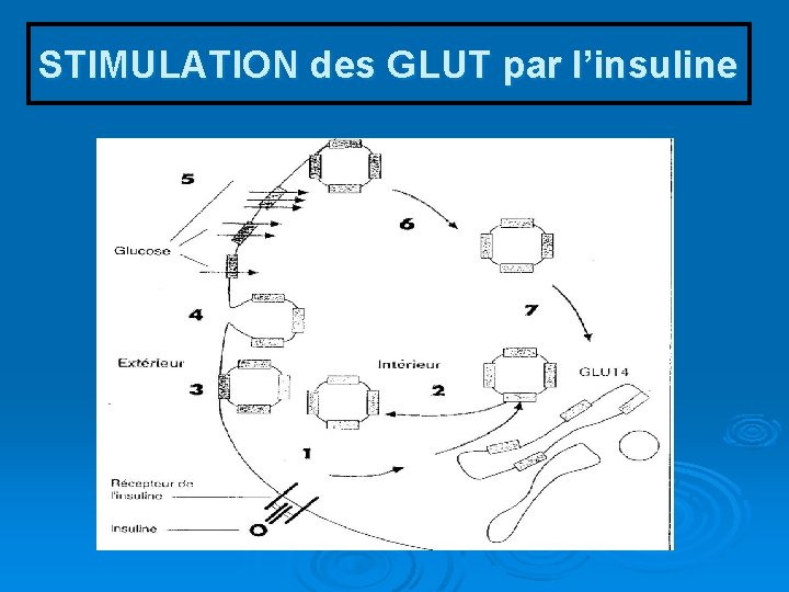 STIMULATION des GLUT par l’insuline 