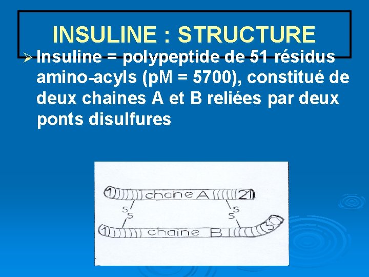 INSULINE : STRUCTURE Ø Insuline = polypeptide de 51 résidus amino-acyls (p. M =