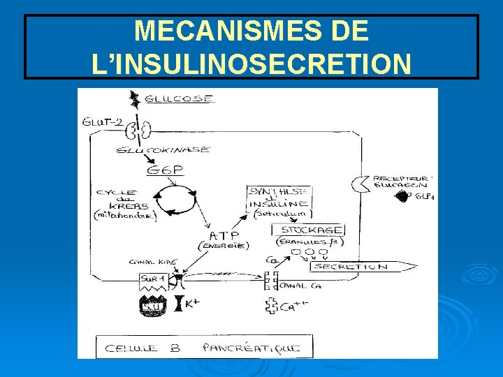 MECANISMES DE L’INSULINOSECRETION 