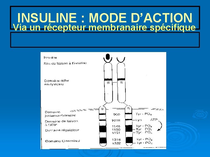 INSULINE : MODE D’ACTION Via un récepteur membranaire spécifique 
