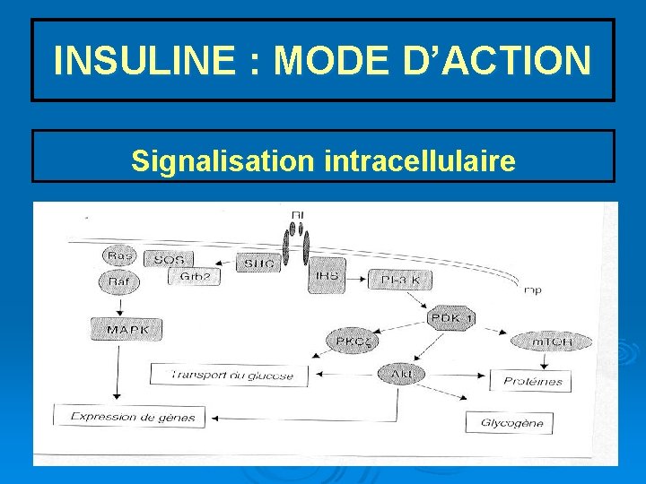 INSULINE : MODE D’ACTION Signalisation intracellulaire 