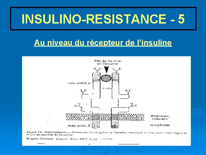 INSULINO-RESISTANCE - 5 Au niveau du récepteur de l’insuline 