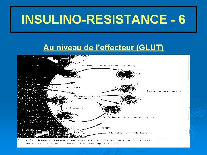 INSULINO-RESISTANCE - 6 Au niveau de l’effecteur (GLUT) 