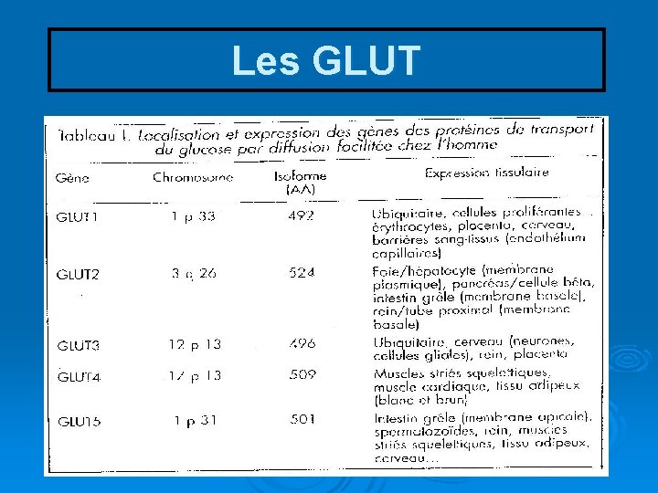 Les GLUT 