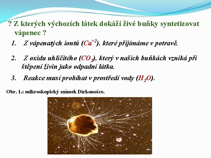 ? Z kterých výchozích látek dokáží živé buňky syntetizovat vápenec ? 1. Z vápenatých ? Z kterých výchozích látek dokáží živé buňky syntetizovat vápenec ? 1. Z vápenatých