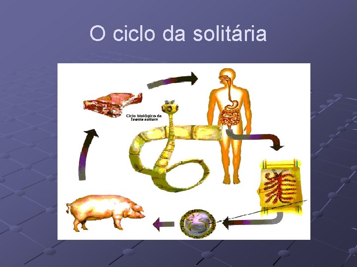 O ciclo da solitária 