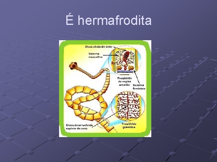 É hermafrodita 