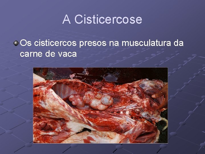 A Cisticercose Os cisticercos presos na musculatura da carne de vaca 