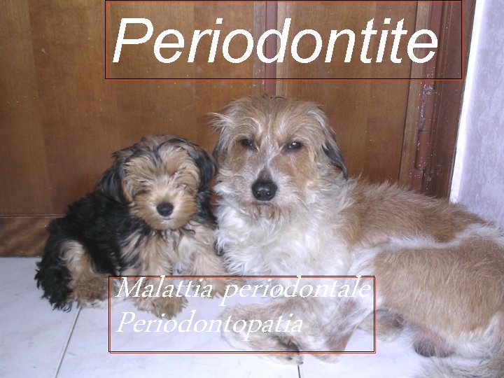 Periodontite Malattia periodontale Periodontopatia 