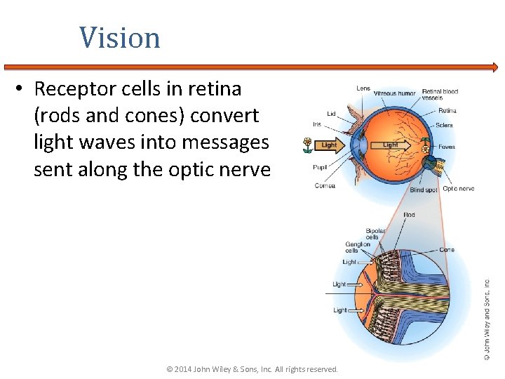 Vision • Receptor cells in retina (rods and cones) convert light waves into messages