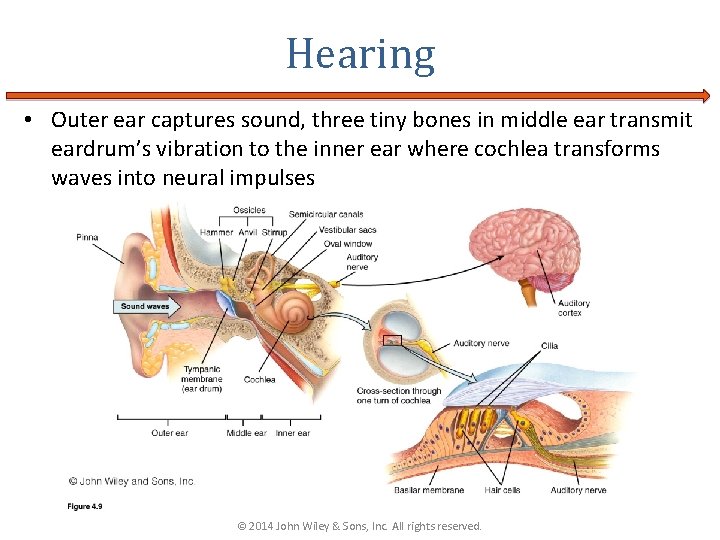 Hearing • Outer ear captures sound, three tiny bones in middle ear transmit eardrum’s