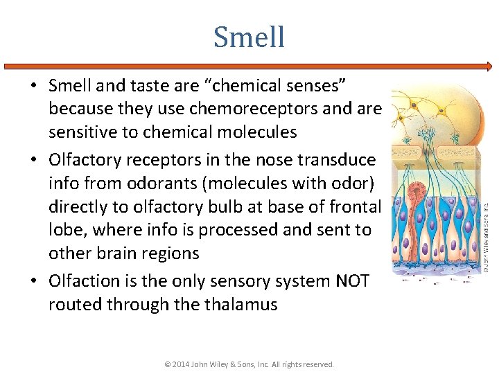 Smell • Smell and taste are “chemical senses” because they use chemoreceptors and are