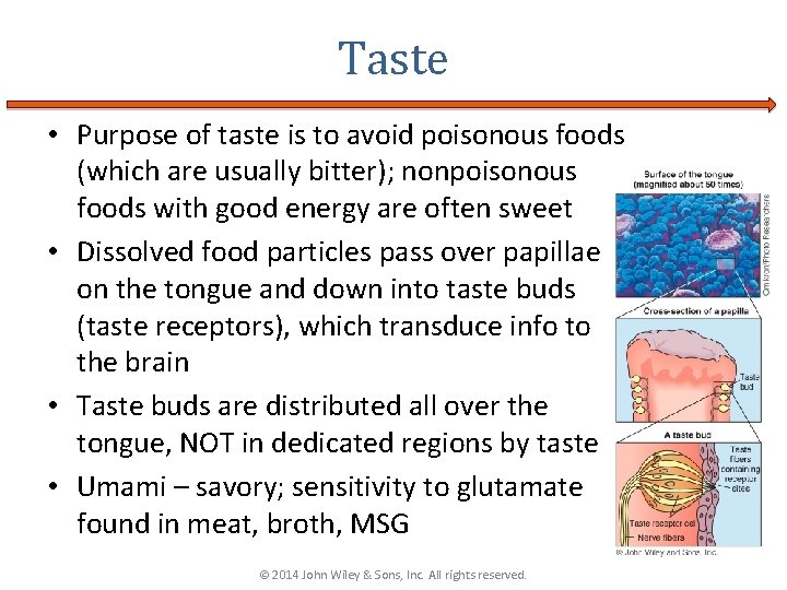 Taste • Purpose of taste is to avoid poisonous foods (which are usually bitter);