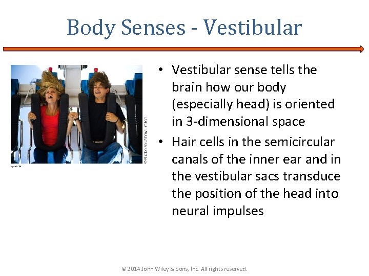 Body Senses - Vestibular • Vestibular sense tells the brain how our body (especially