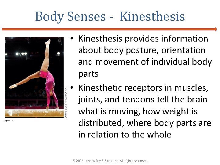 Body Senses - Kinesthesis • Kinesthesis provides information about body posture, orientation and movement