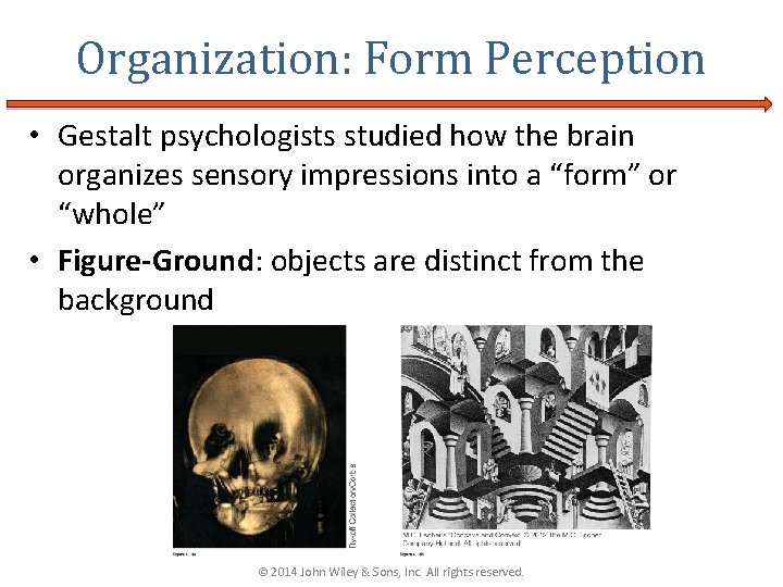 Organization: Form Perception • Gestalt psychologists studied how the brain organizes sensory impressions into