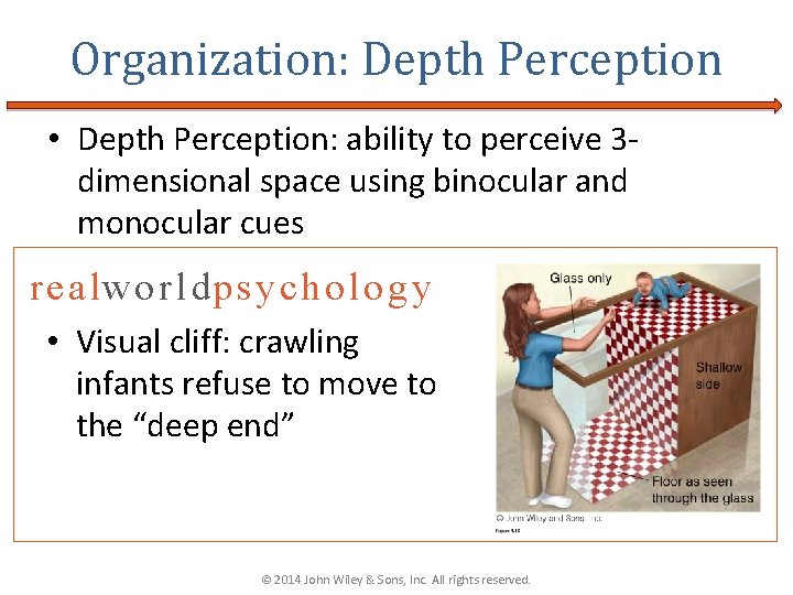 Organization: Depth Perception • Depth Perception: ability to perceive 3 dimensional space using binocular