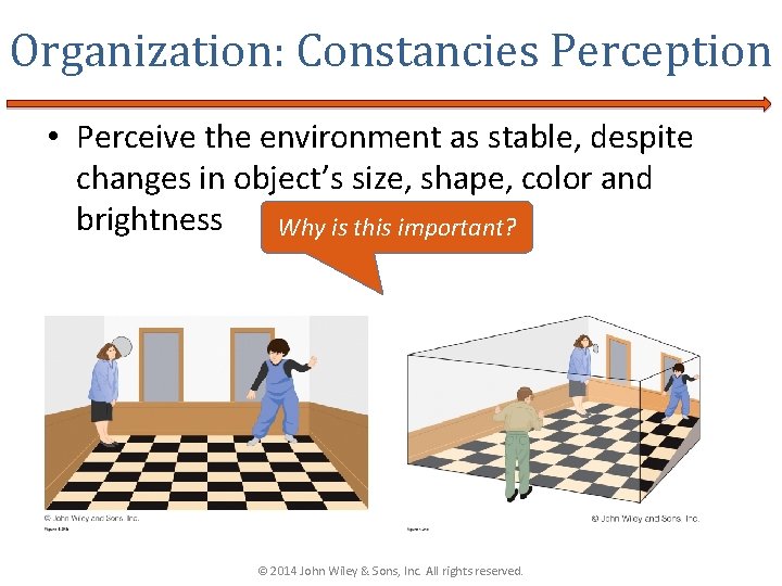 Organization: Constancies Perception • Perceive the environment as stable, despite changes in object’s size,